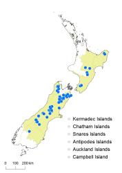 Cardamine glara distribution map based on databased records at AK, CHR, OTA & WELT.
 Image: K.Boardman © Landcare Research 2018 CC BY 4.0